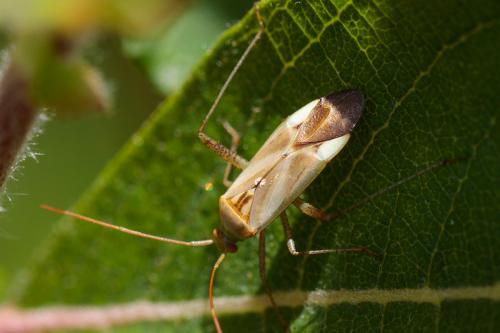 Réf. 208 535 : Adelphocoris lineolatus