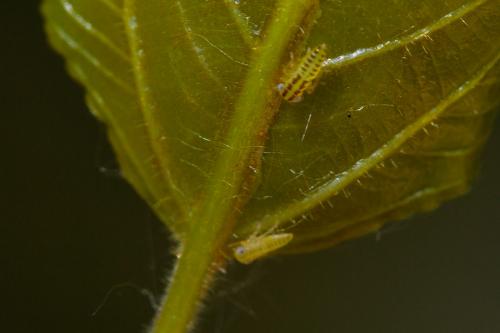 Réf. 208 628 : Tremulicerus distinguendus