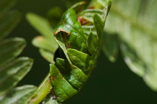 Chirosia grossicauda