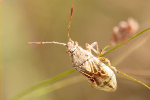 Réf. 208 925 : Stictopleurus punctatonervosus