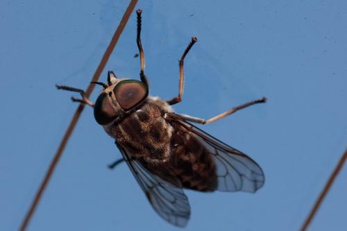 Réf. 208 935 : Tabanus autumnalis