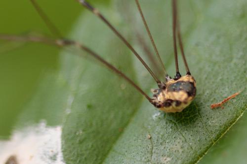 Réf. 208 943 : Leiobunum rotundum