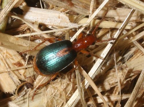 Brachinus sclopeta