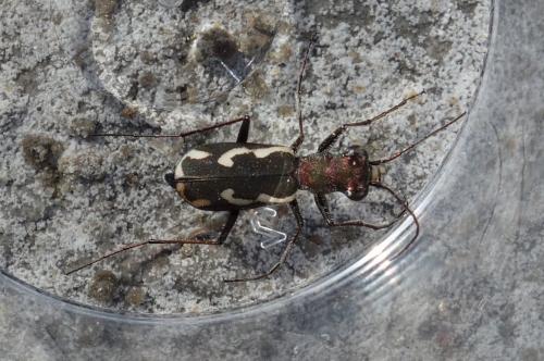 Cylindera paludosa