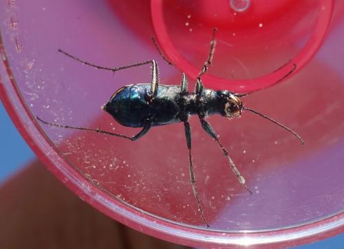Cylindera paludosa