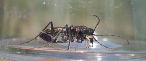 Cylindera paludosa