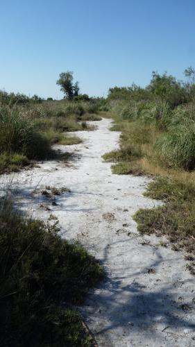 Cylindera paludosa