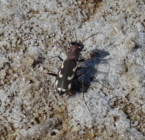 Cylindera paludosa