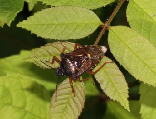 Pinthaeus sanguinipes