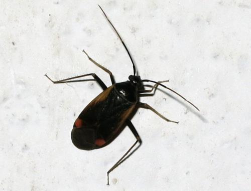 Réf. 208 883 : Adelphocoris seticornis