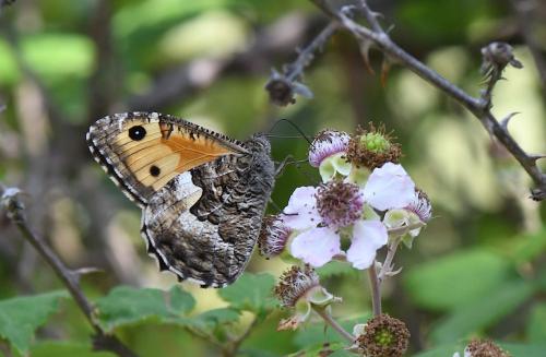 Réf. 208 801 : Hipparchia semele