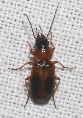 Réf. 208 884 : Badister sp.