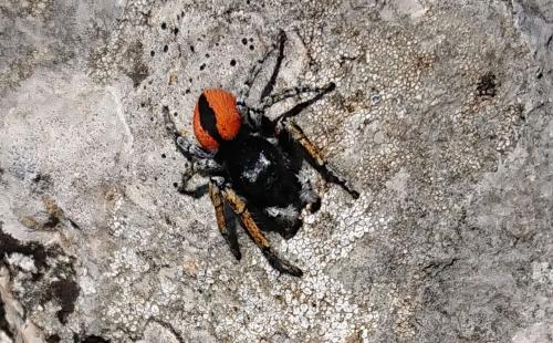 Philaeus chrysops