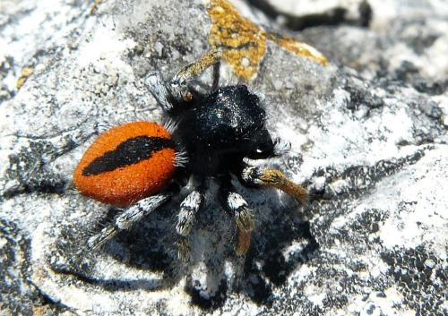 Philaeus chrysops