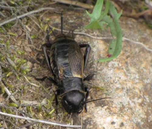 Réf. 208 245 : Gryllus campestris
