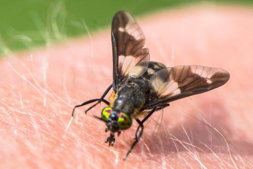 Réf. 208 244 : Chrysops caecutiens