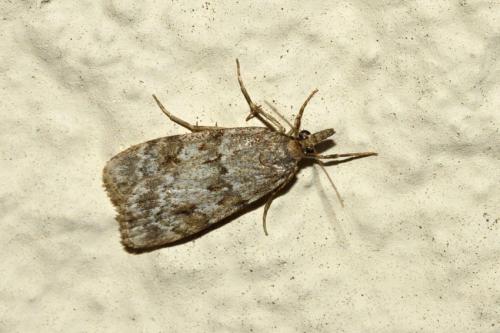 Réf. 208 371 : Scoparia sp.