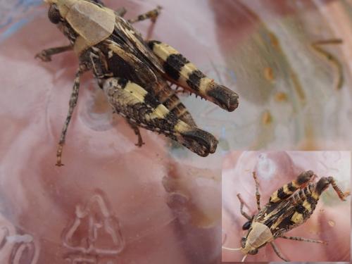 Calliptamus sp.