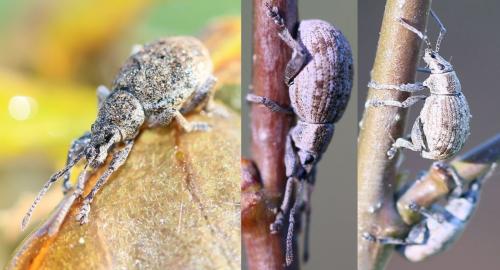 Réf. 208 446 : Peritelus sphaeroides