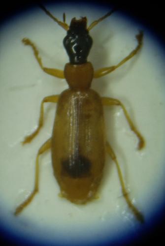 Réf. 208 167 : Demetrias monostigma