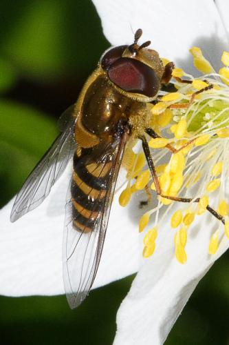 Réf. 208 159 : Syrphus sp.