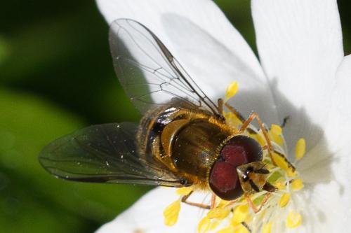 Syrphus sp.