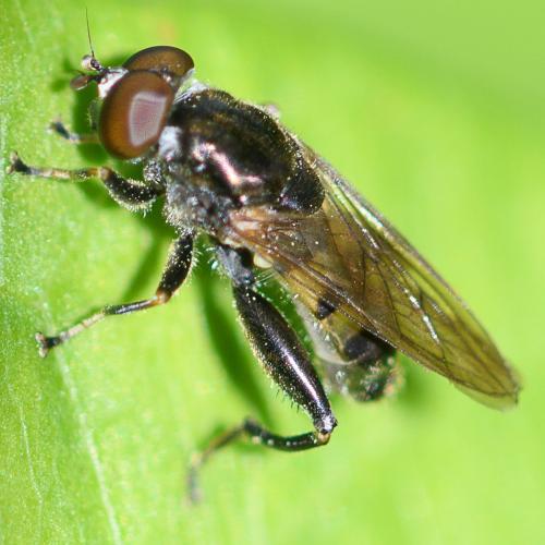Chalcosyrphus nemorum