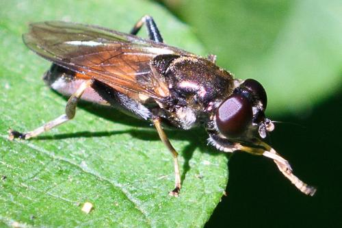 Réf. 208 891 : Xylota segnis