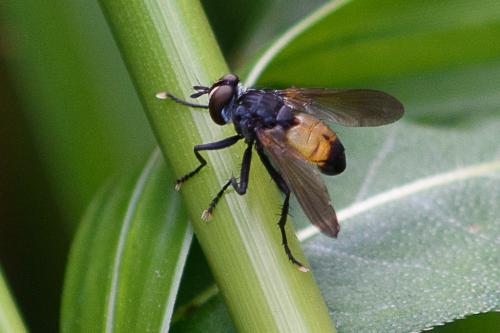 Réf. 208 001 : Hemyda obscuripennis