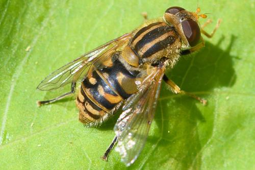 Réf. 208 533 : Parhelophilus versicolor