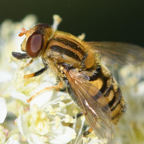 Réf. 208 537 : Parhelophilus versicolor