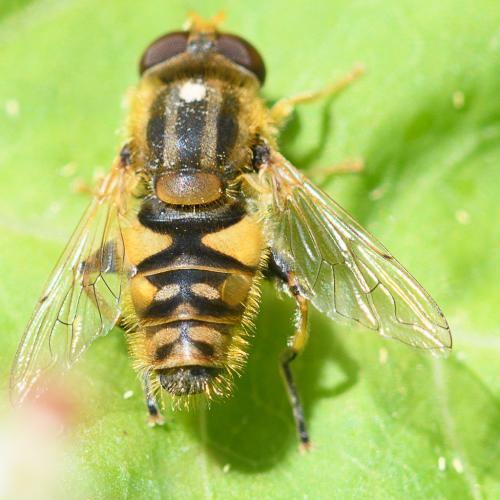 Réf. 208 532 : Parhelophilus versicolor