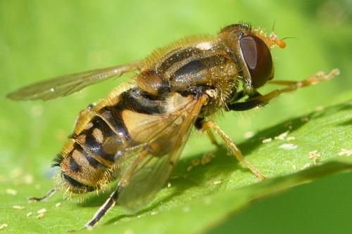 Réf. 208 536 : Parhelophilus versicolor