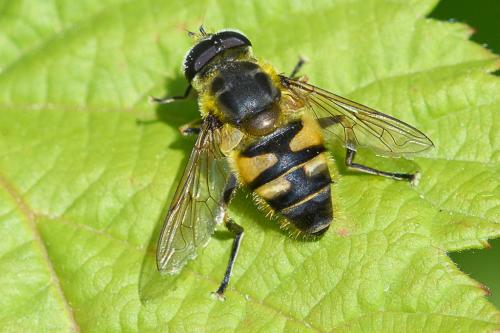 Myathropa florea