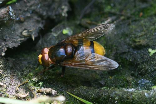 Volucella zonaria