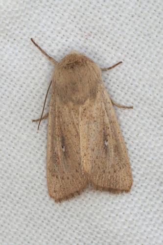 Réf. 208 882 : Mythimna sicula