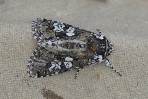 Lamprosticta culta