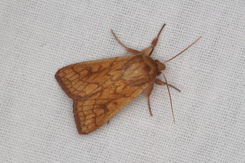 Mythimna vitellina