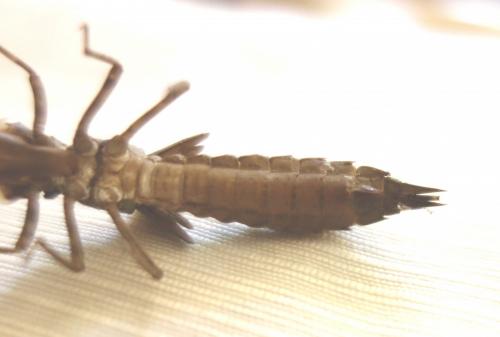 Aeshna cyanea