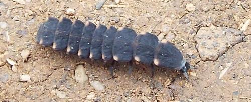Lampyris sp.