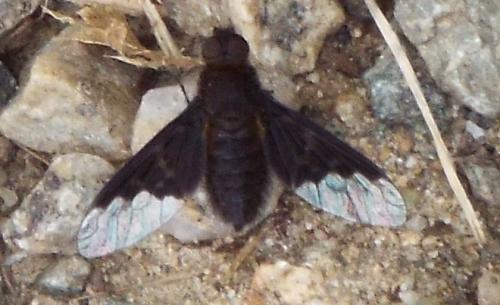 Réf. 208 112 : Hemipenthes morio