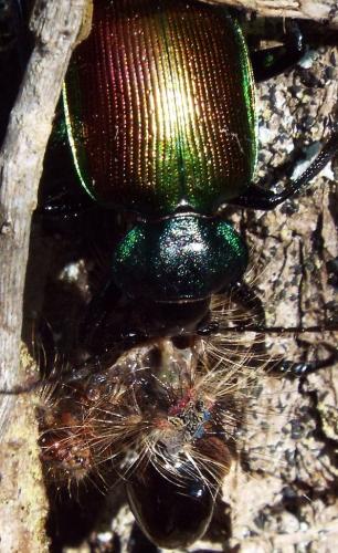 Calosoma sycophanta