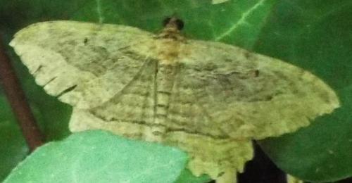 Philereme transversata