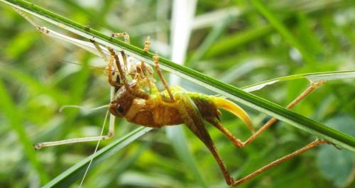Tettigoniinae