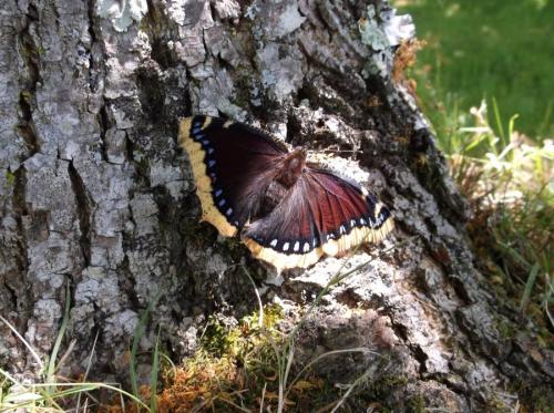 Réf. 208 637 : Nymphalis antiopa