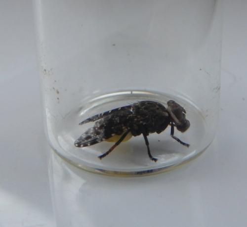 Réf. 208 749 : Platystoma lugubre