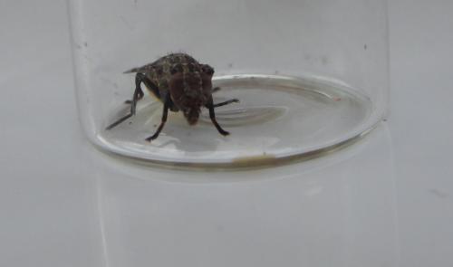 Platystoma lugubre