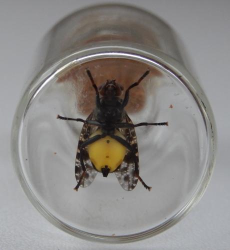 Platystoma lugubre