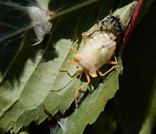 Réf. 208 588 : Pentatoma rufipes