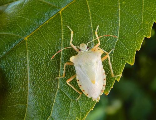 Pentatoma rufipes